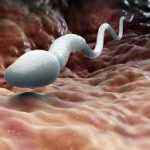 sperm